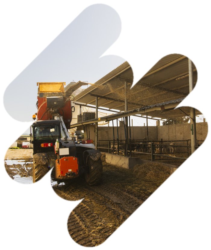 B&acirc;timent d&rsquo;&eacute;levage et tracteur distribuant le fourrage